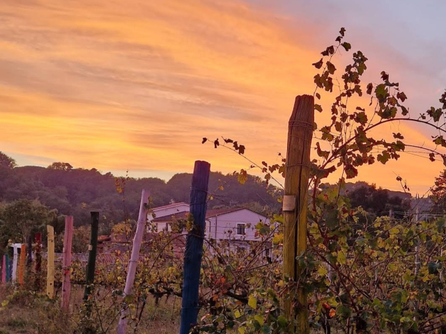 La Casa nella Vigna 'le colline del Vino'